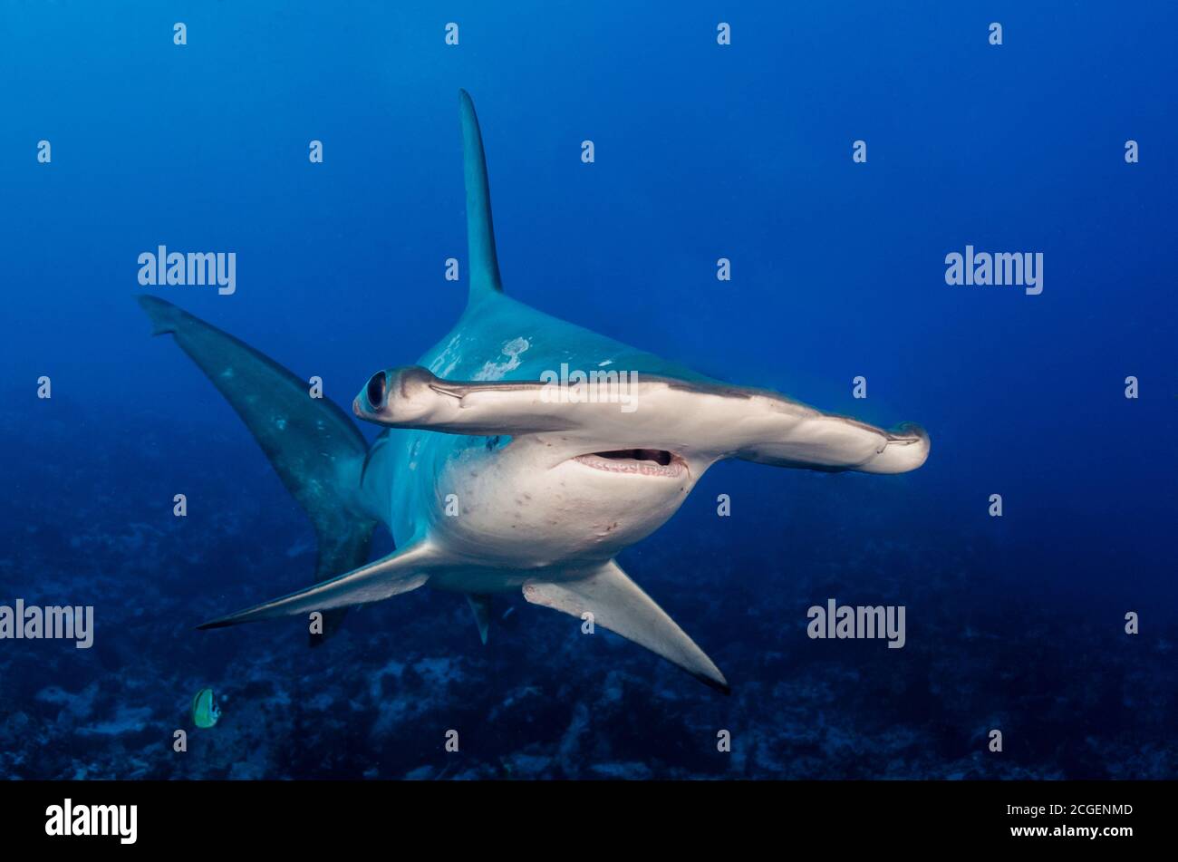 Hammerhead shark, Cocos Island, Costa Rica, Pacific Ocean Stock Photo
