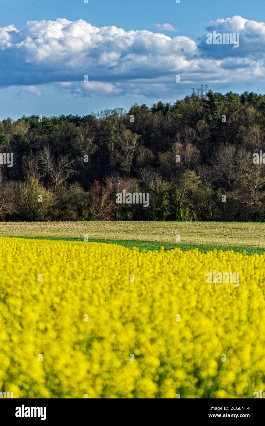 A swathe of rapeseed (Brassica napus) glows in the sun, part of 50 acres of canola bushes on the Biltmore Estate in Asheville, NC, USA Stock Photo