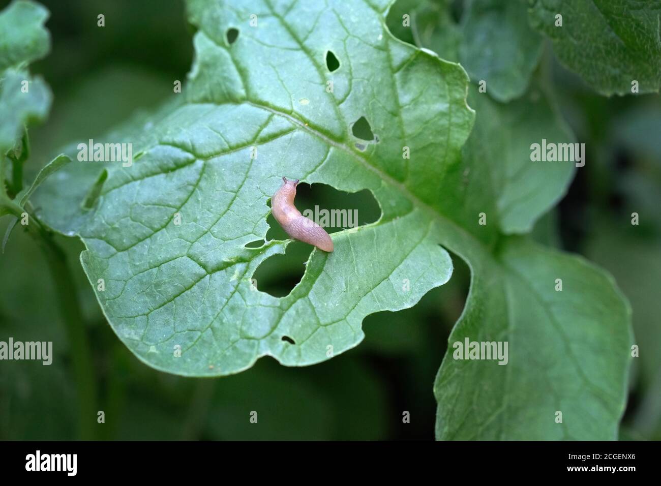 A small brown slug eats the leaves of the plant. Pests eat radish