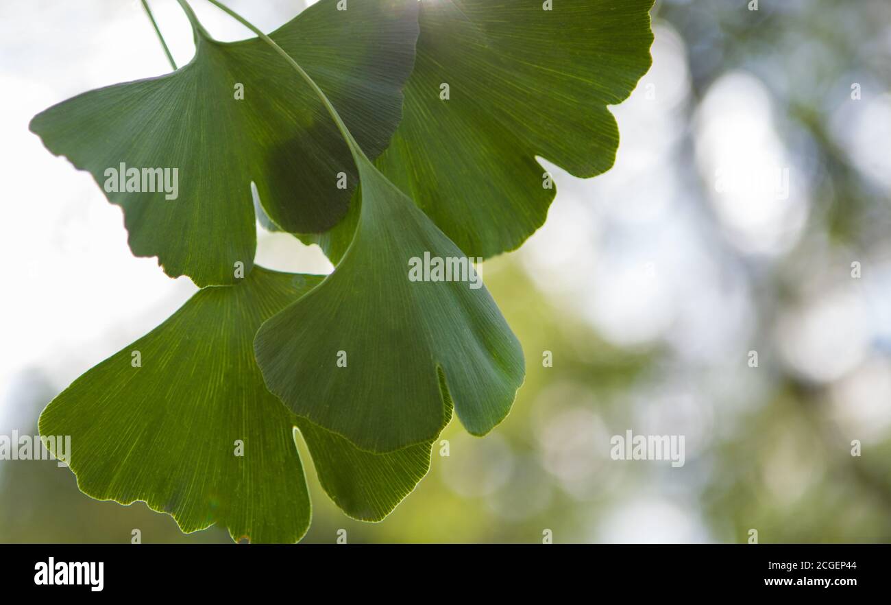 Alternativ medicine - ignkgo biloba green leaves. Stock Photo