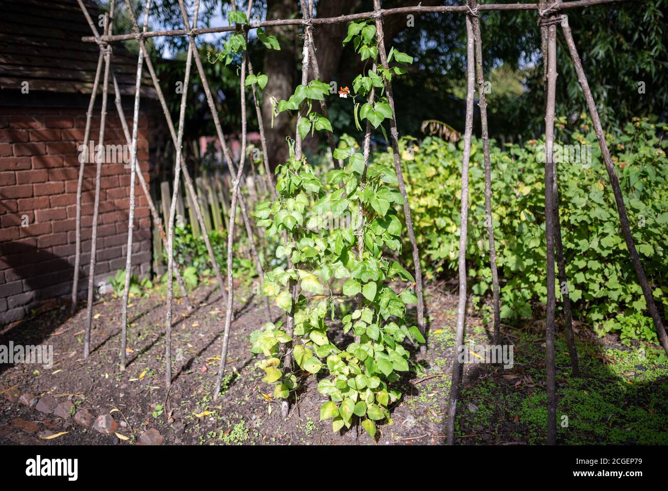 Runner bean plants in garden hi-res stock photography and images - Alamy