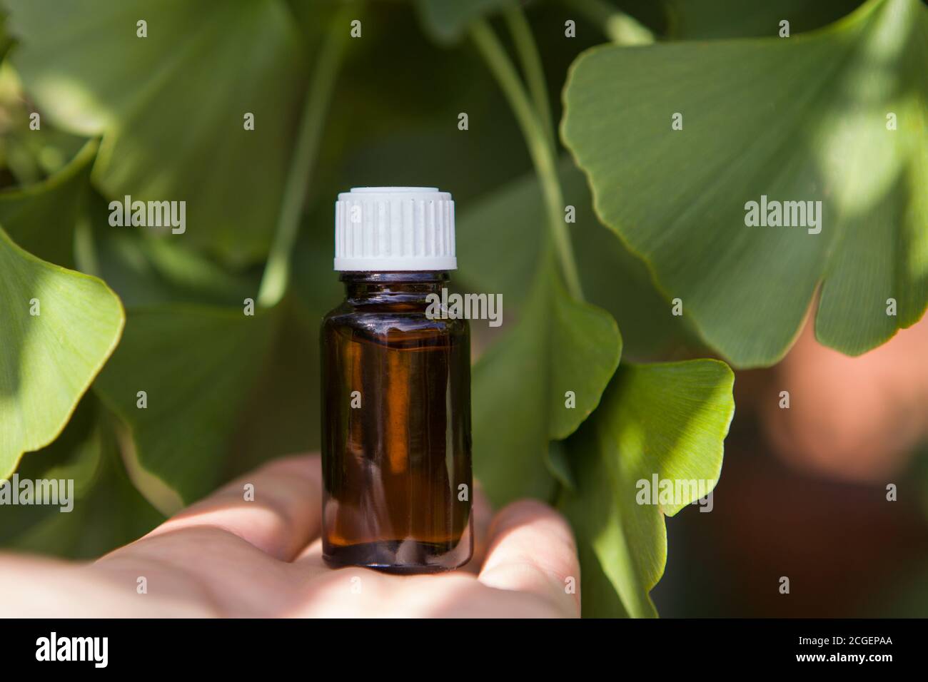 Ginkgo Biloba Tree Leaves alternative medicine Stock Photo Alamy