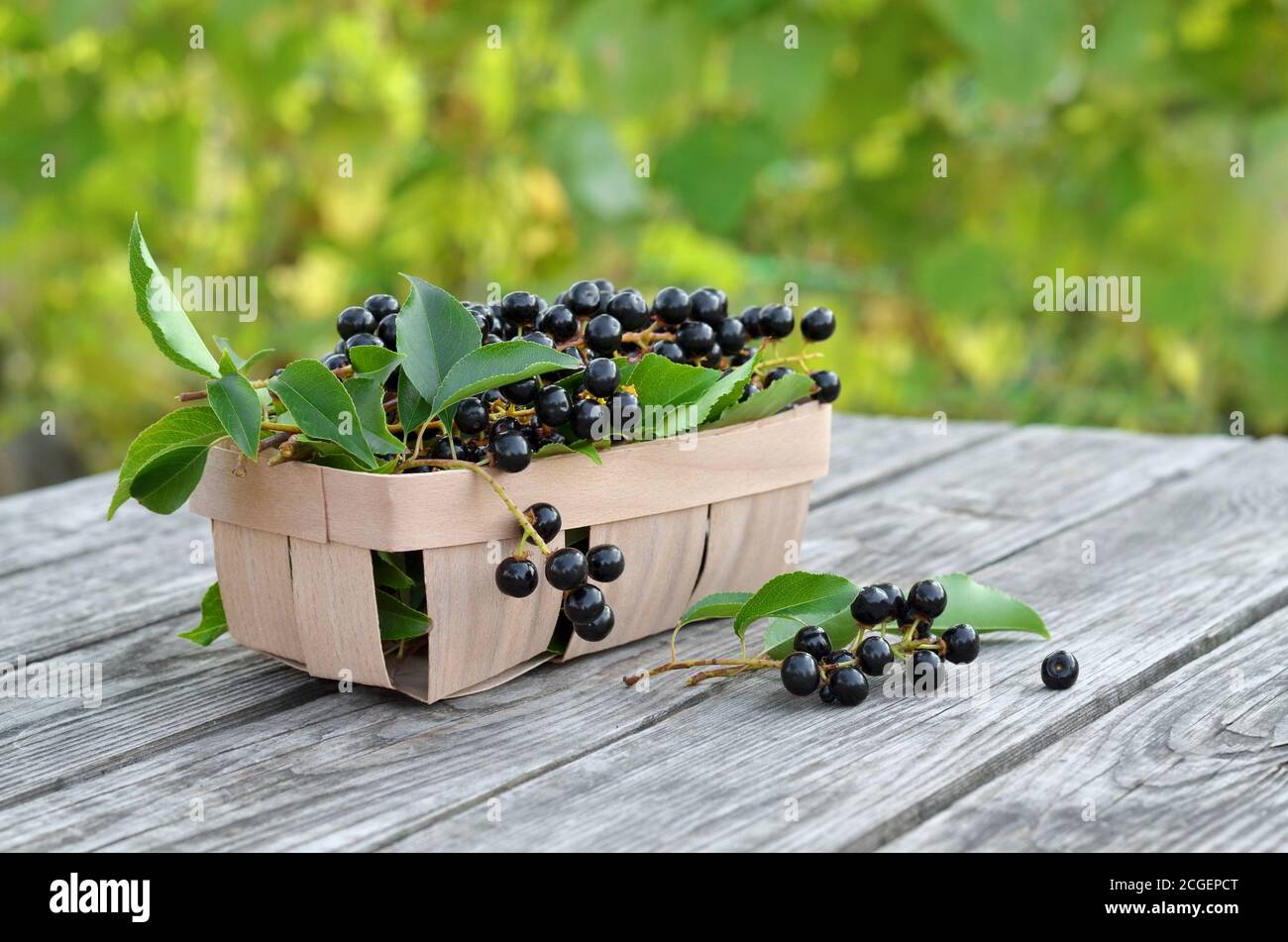 Prunus serotina. Black ripe bird cherry berries in a basket on an old wooden table close-up. Shallow depth of field, selective focus Stock Photo