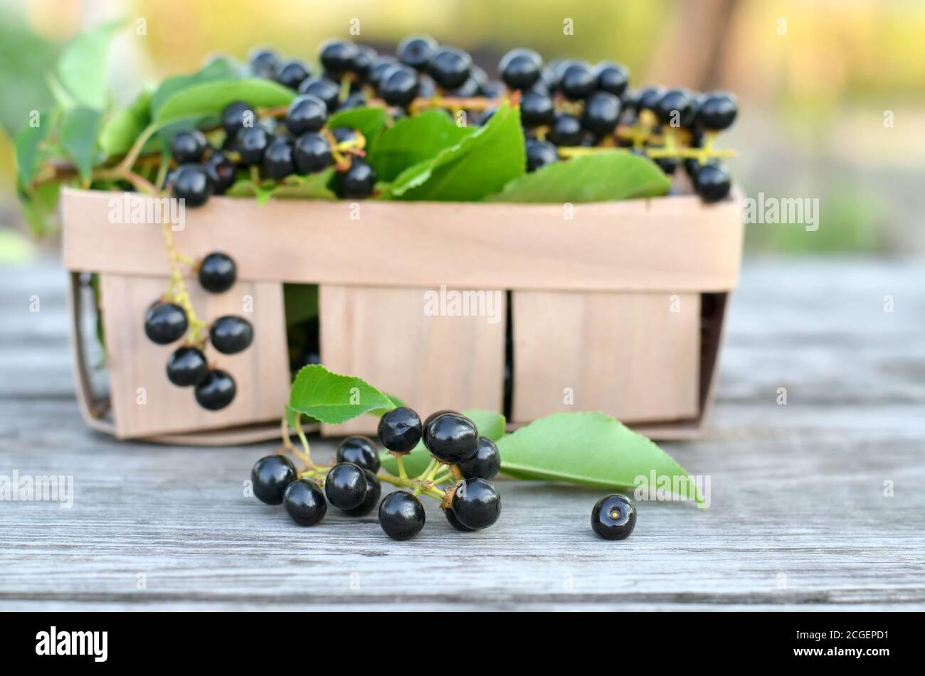 Prunus serotina. Black ripe bird cherry berries on an old wooden table close-up. Shallow depth of field, selective focus Stock Photo