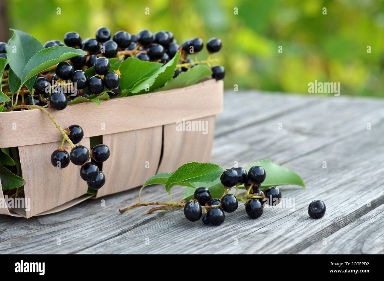 Prunus serotina. Black ripe bird cherry berries in a basket on an old wooden table close-up. Shallow depth of field, selective focus Stock Photo