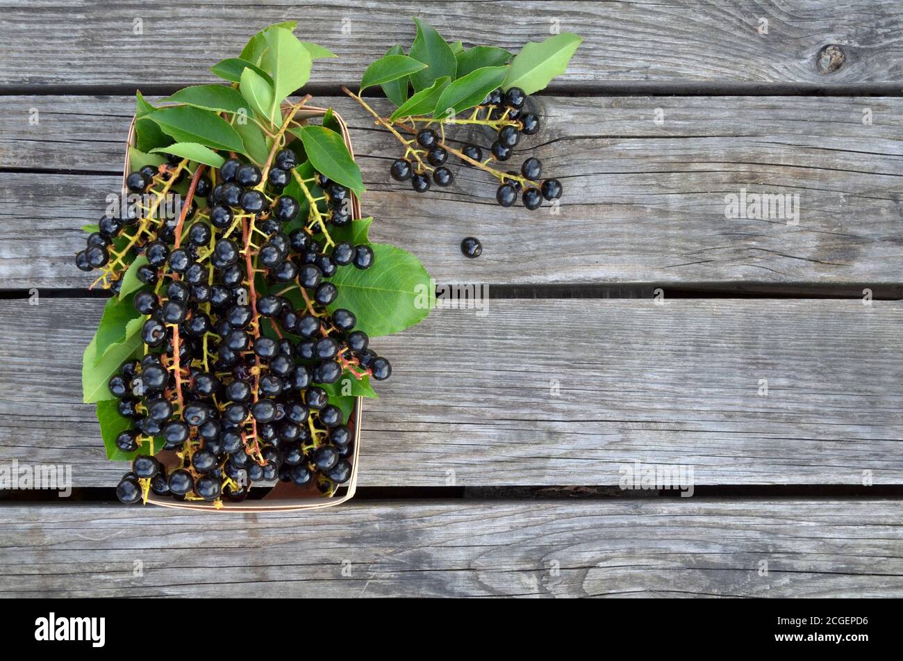 Prunus serotina. Black ripe bird cherry berries on an old wooden table as a background. Close-up, top view Stock Photo