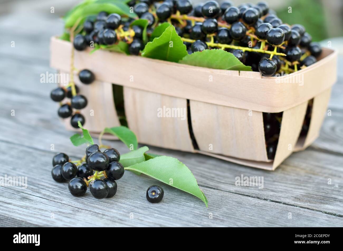 Prunus serotina. Black ripe bird cherry berries on an old wooden table close-up. Shallow depth of field, selective focus Stock Photo