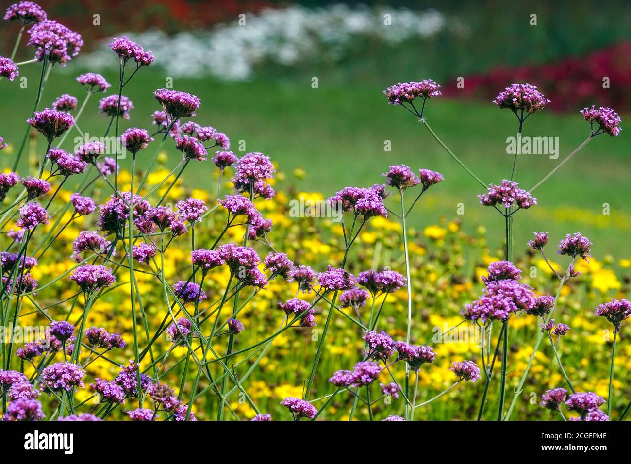August herbaceous border colour flowers purple Verbena bonariensis border Stock Photo