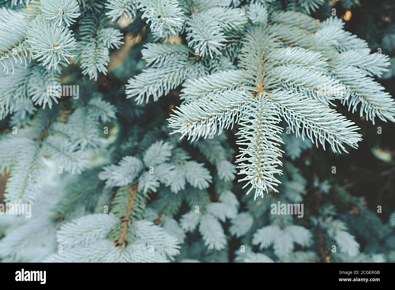 prickly branch of blue spruce, selective focus, depth of field Stock Photo