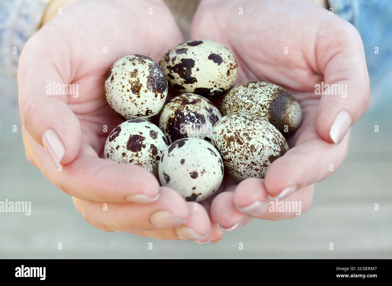 Seven speckled quail eggs in the hands of a woman close-up. Healthy eating. Easter concept. Shallow depth of field, selective focus. Stock Photo