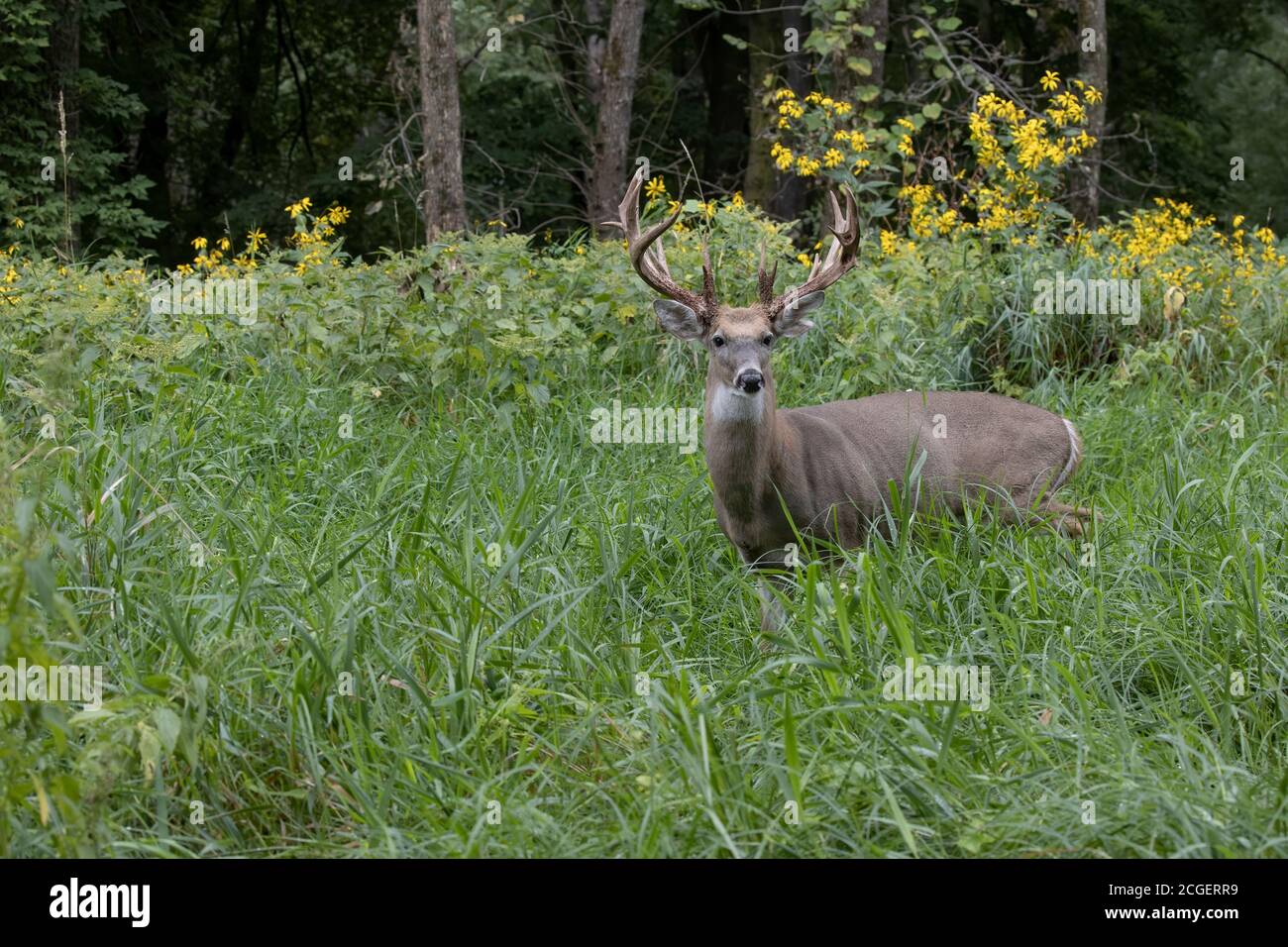 White-tailed Deer (Odocoileus virginianus). Buck with antlers with lots of points. Stock Photo