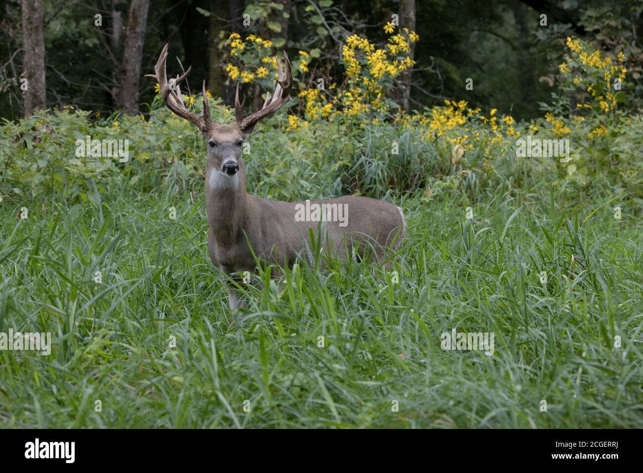 White-tailed Deer (Odocoileus virginianus), buck with large antlers Stock Photo