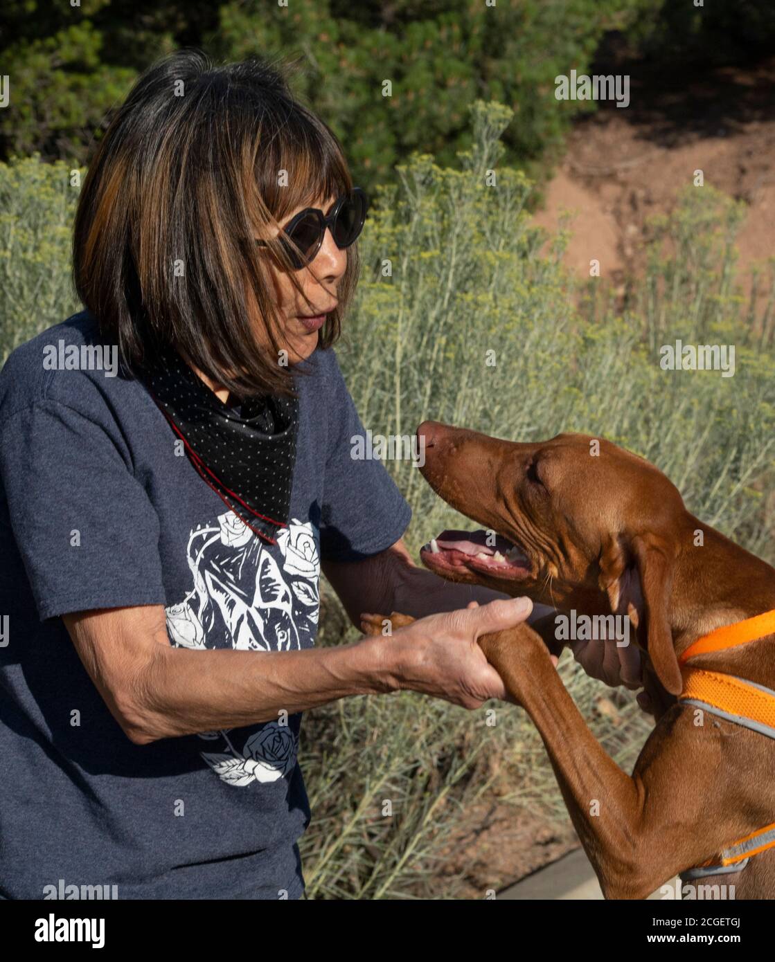 A woman pets a neighbor's pet dog, a Vizla, during a morning walk in Santa Fe, New Mexico. Stock Photo