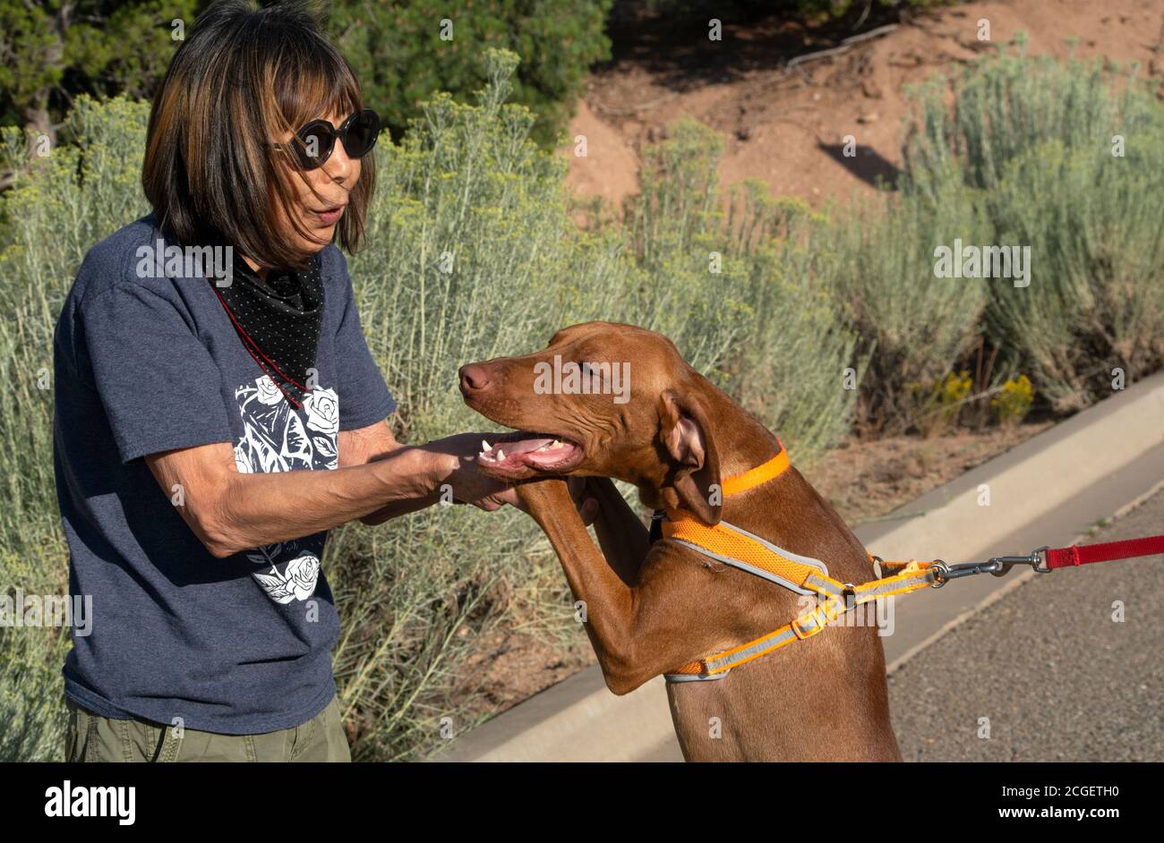 A woman pets a neighbor's pet dog, a Vizla, during a morning walk in Santa Fe, New Mexico. Stock Photo