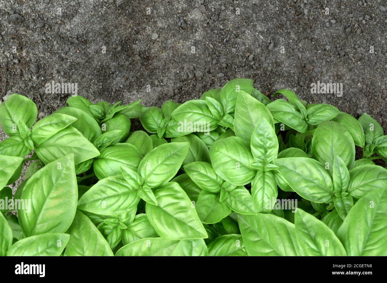 Fresh green basil and black soil as a nature background. Top view, copy space Stock Photo