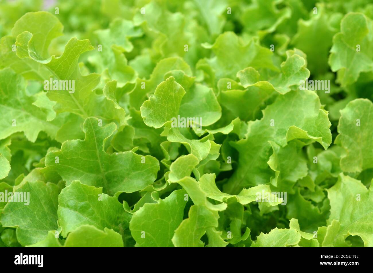 Fresh green salad as a nature background. Close-up, selective focus Stock Photo
