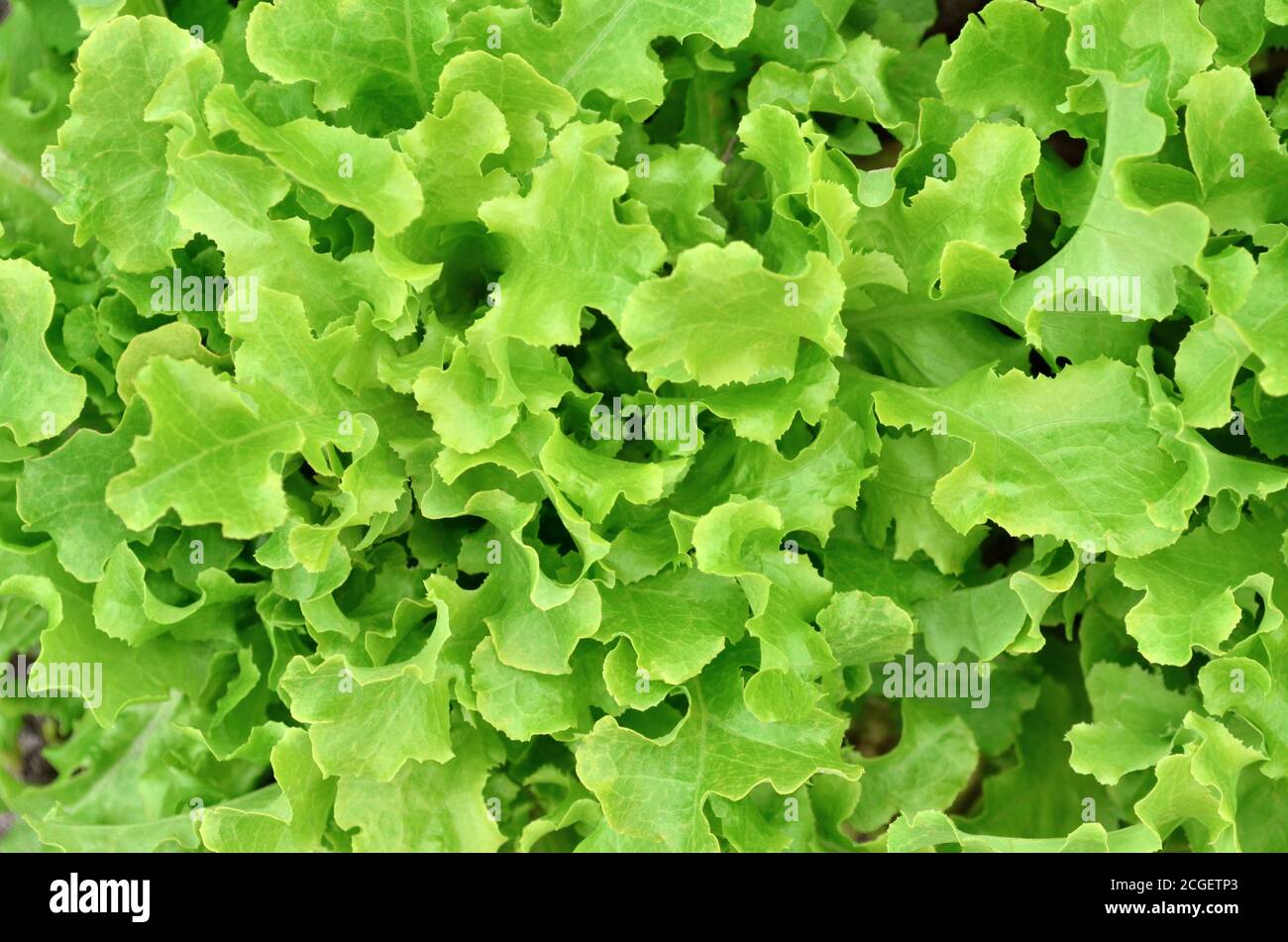 Fresh green salad as a nature background. Close-up, top view Stock Photo