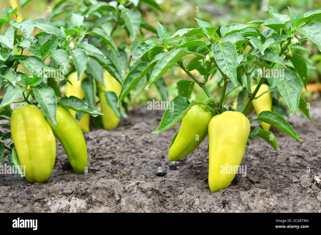 Paprika garden harvest hires stock photography and images Alamy