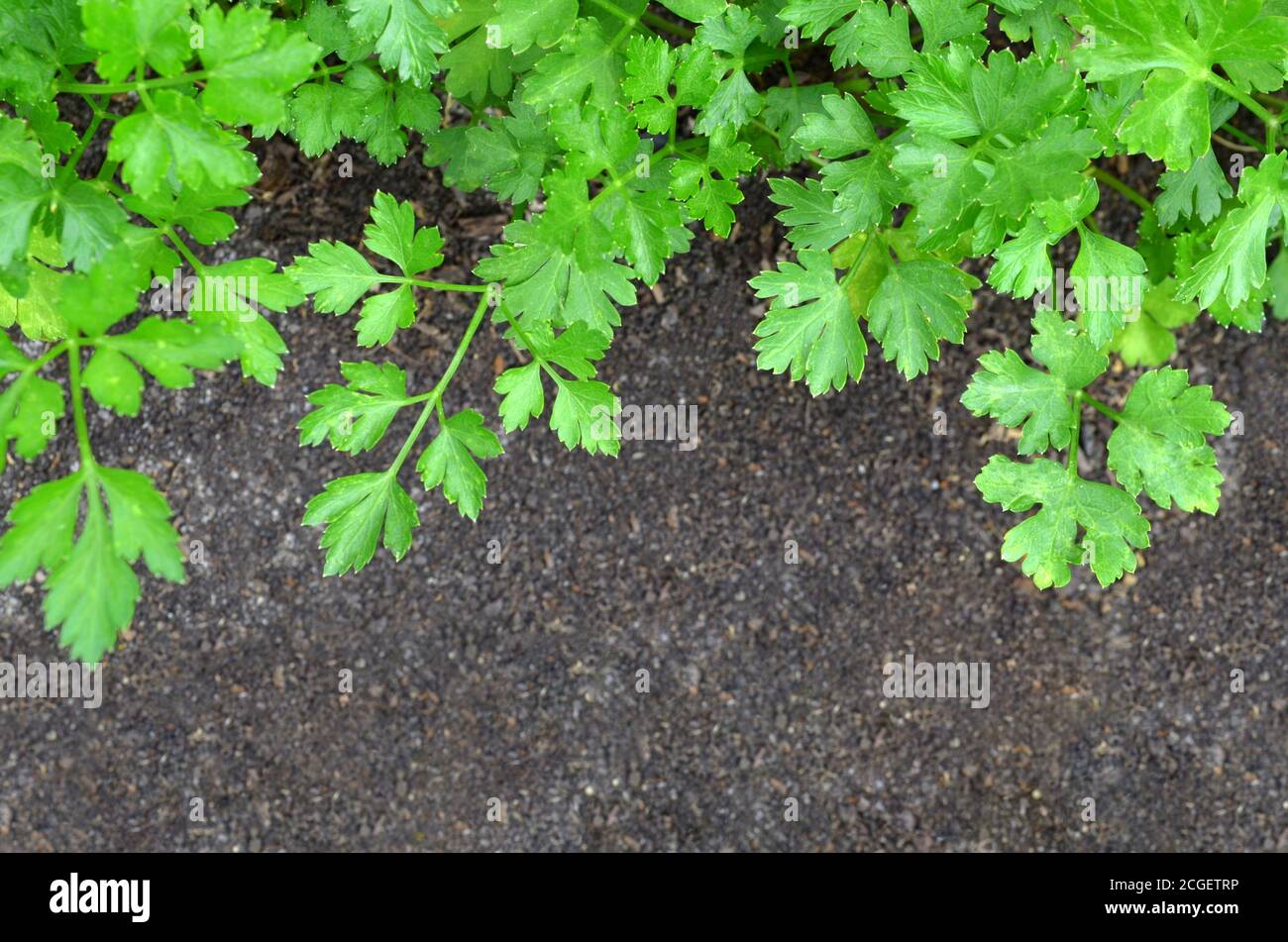 Fresh parsley green and black soil as a nature background. Top view, copy space Stock Photo