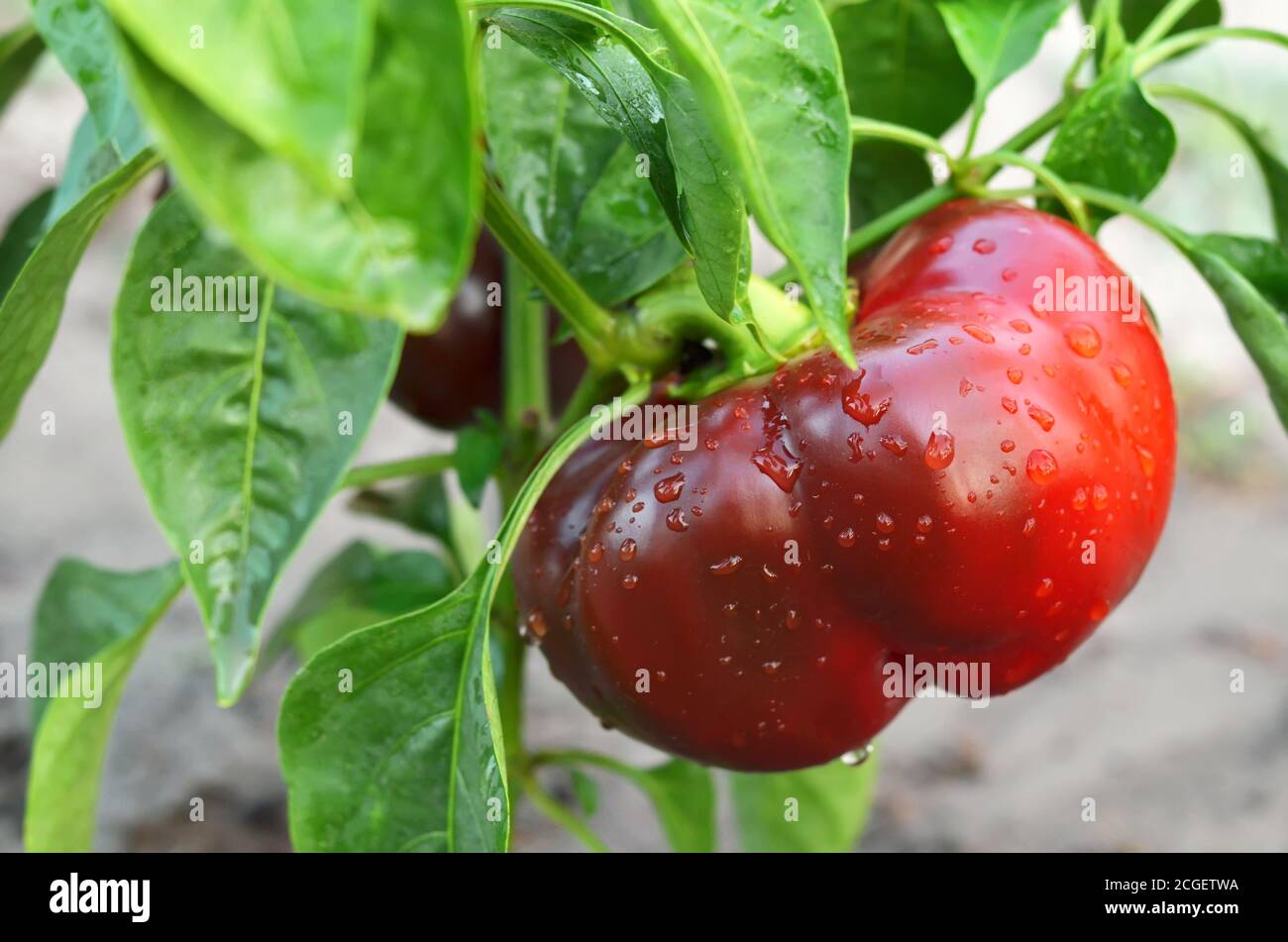 Paprika garden harvest hires stock photography and images Alamy