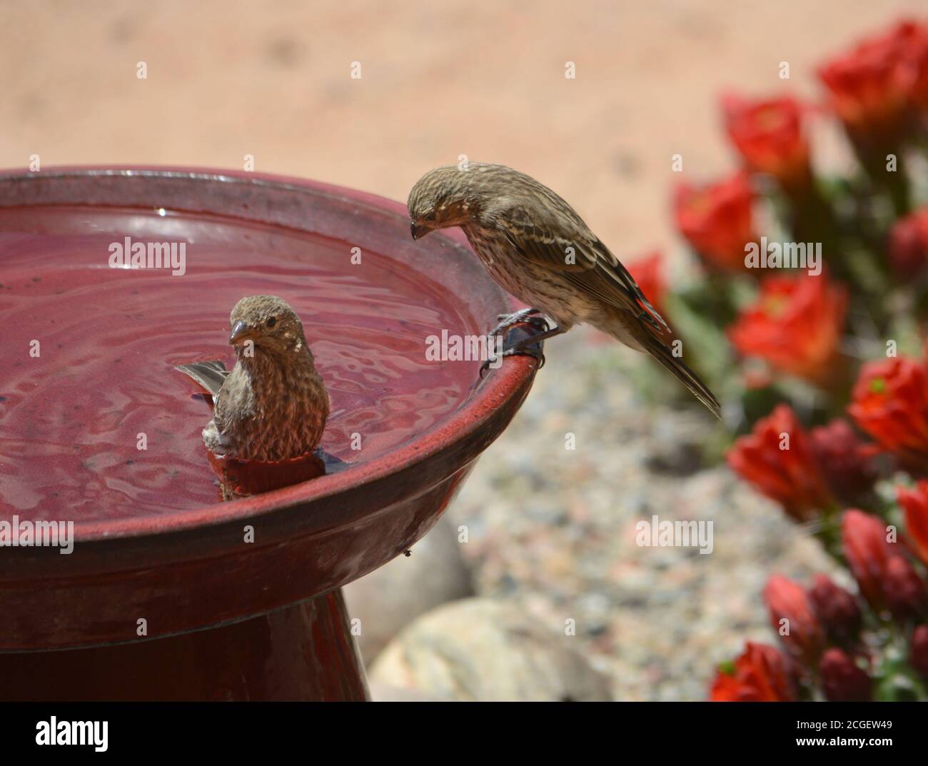 A pair of female house finches take turns taking a bath in a backyard