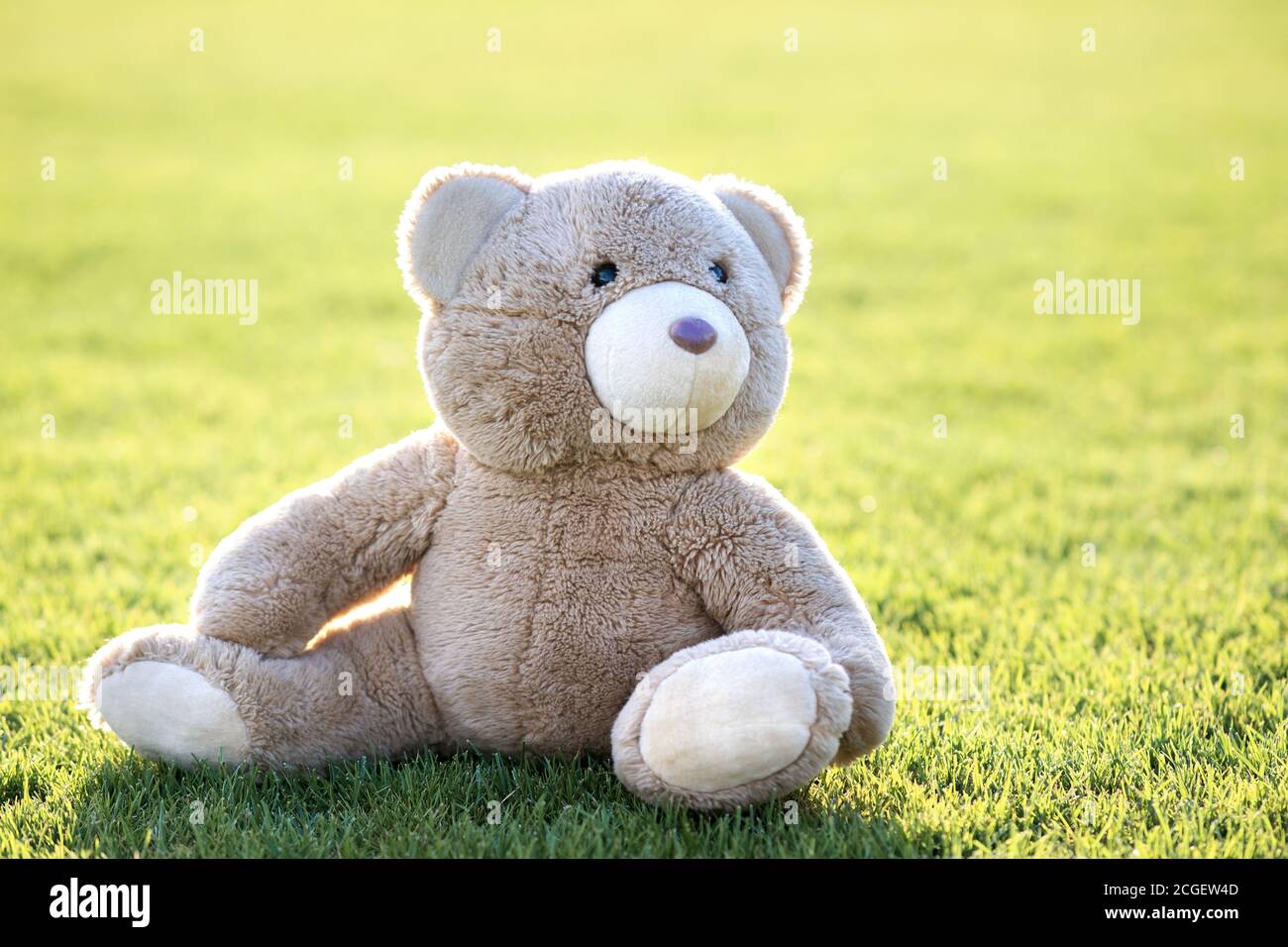 Cute teddy bear toy sitting on green grass in summer Stock Photo - Alamy