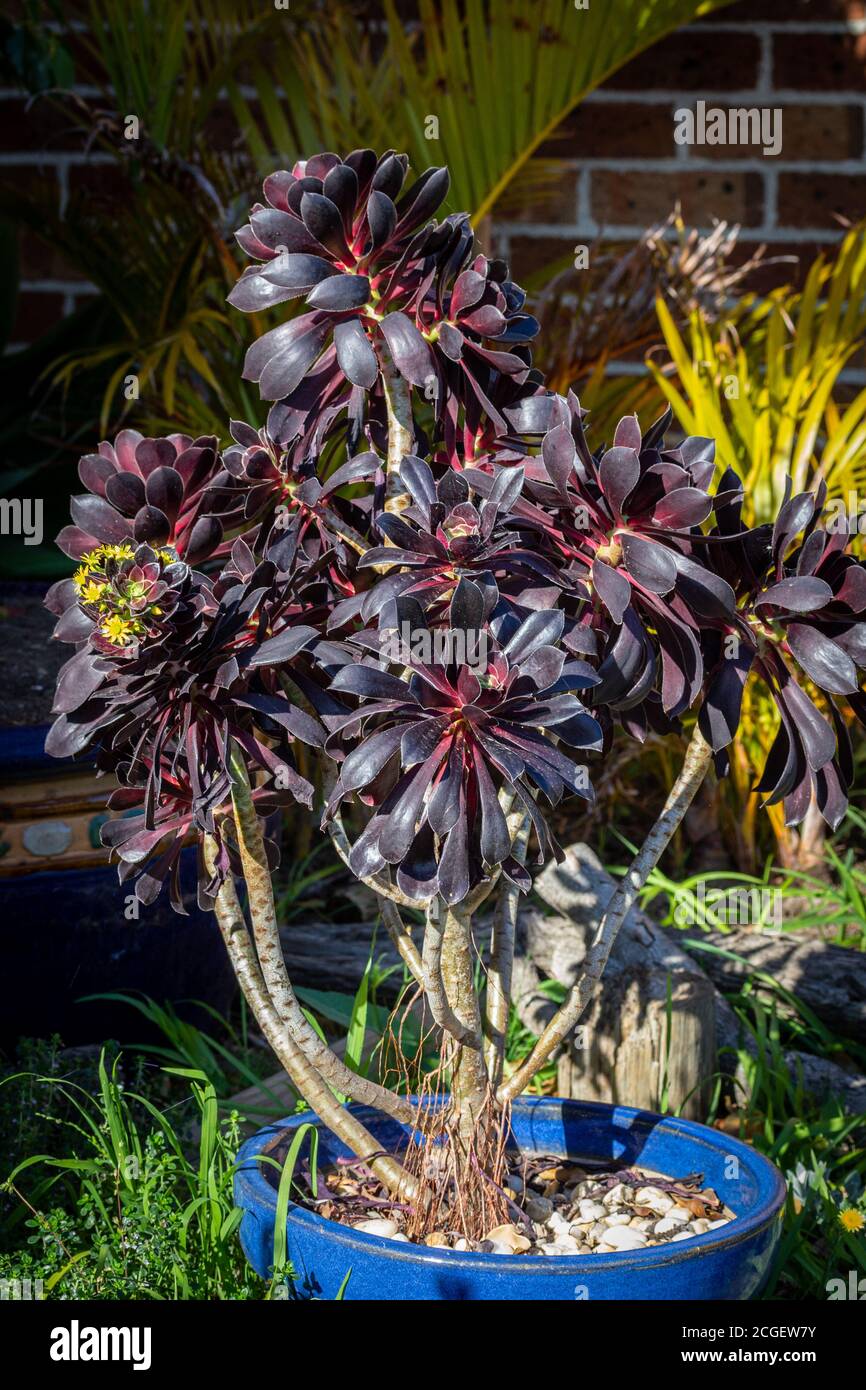 Black Rose, Aeonium arboreum, in flower, yellow flowers. Also called the tree aeonium, tree houseleek, or Irish rose, is a succulent, subtropical subs Stock Photo