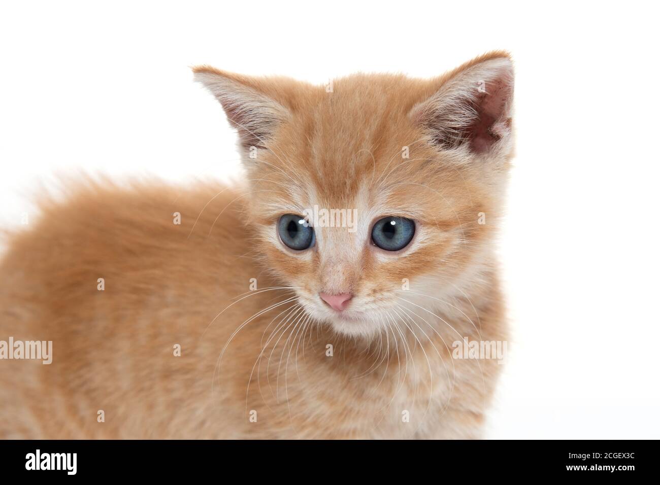 Cute baby tabby kitten isolated on white background Stock Photo - Alamy