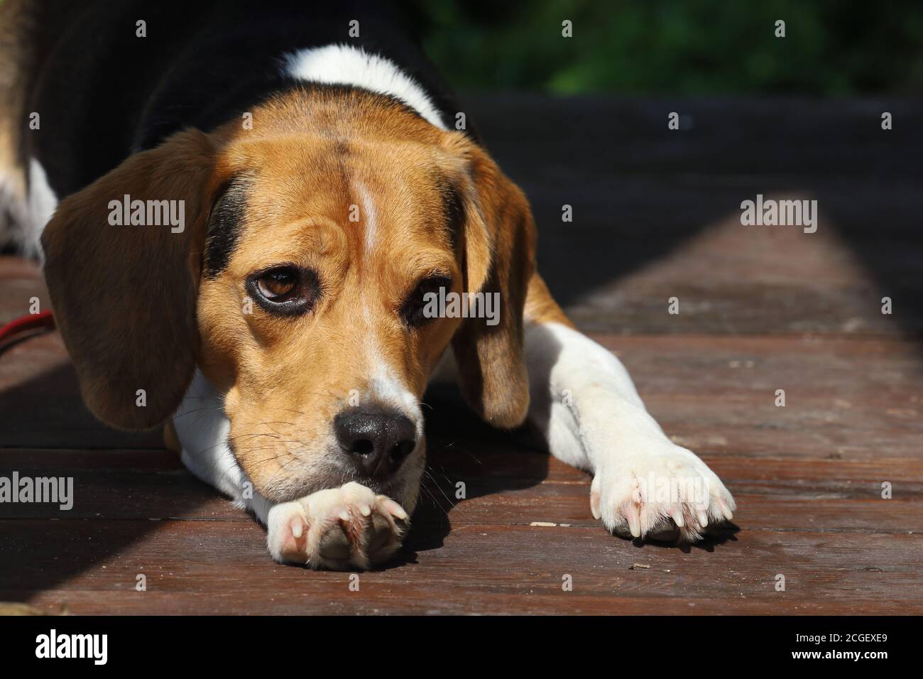 Beagle house hires stock photography and images Alamy