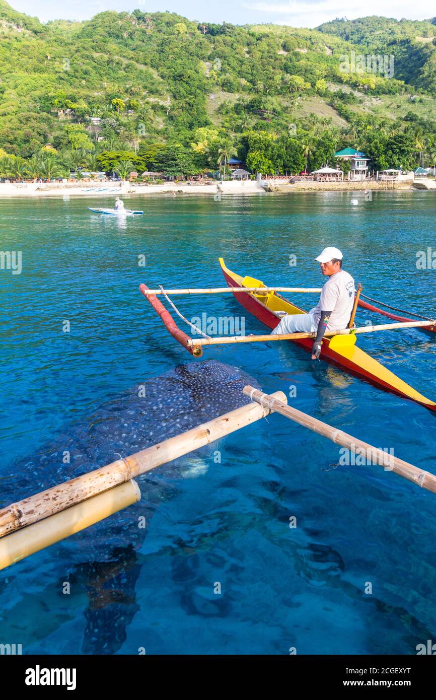 Whale shark watching in Oslob, Cebu Stock Photo - Alamy