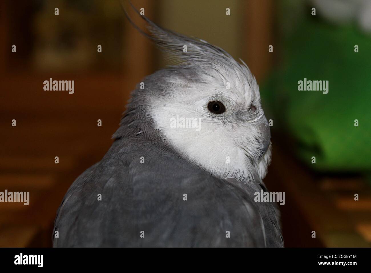 Close-up of a bird Stock Photo