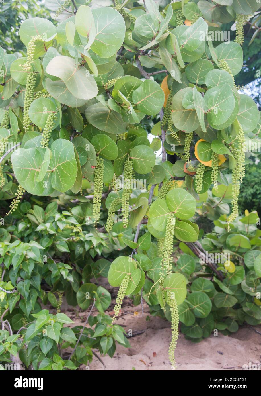 Sea grape tree with hanging clusters of unripe green sea grapes with large veined leaves on shoreline on St. Croix in the US VI Stock Photo