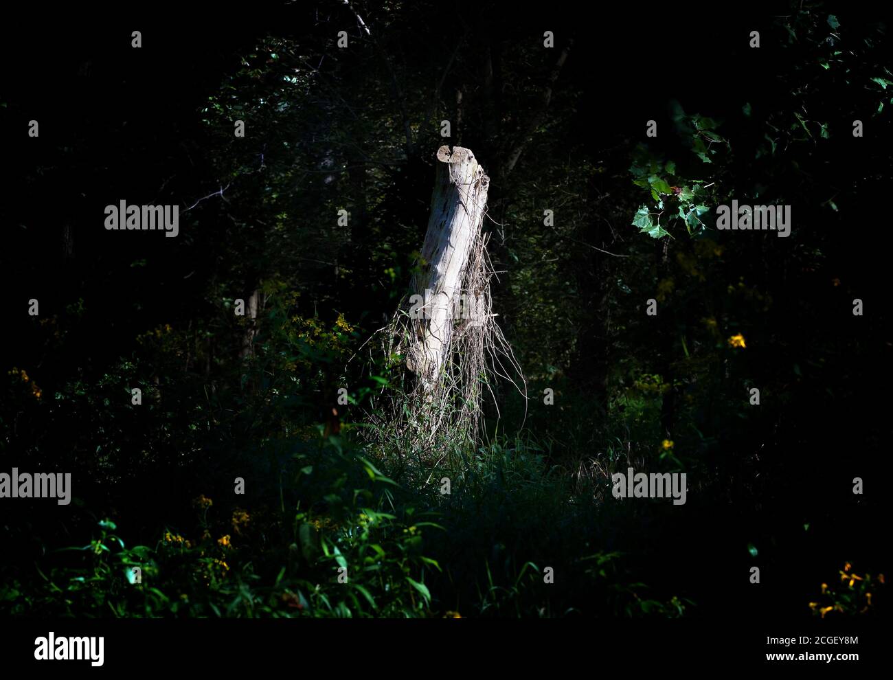 Deep in a wilderness forest Stock Photo - Alamy