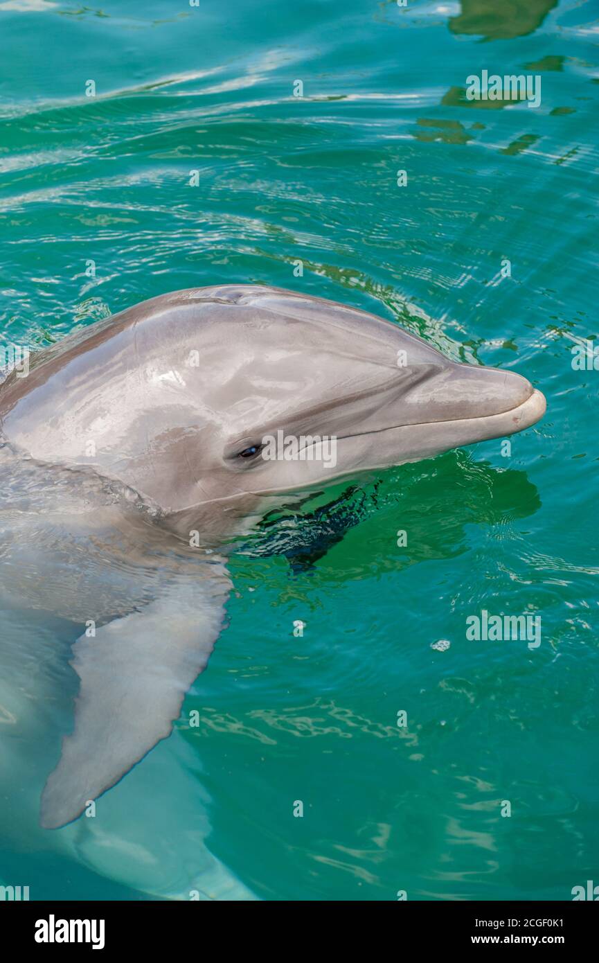 A Bottlenose dolphin at the Dolphin Discovery Puerto Aventuras on the Riviera Maya near Cancun