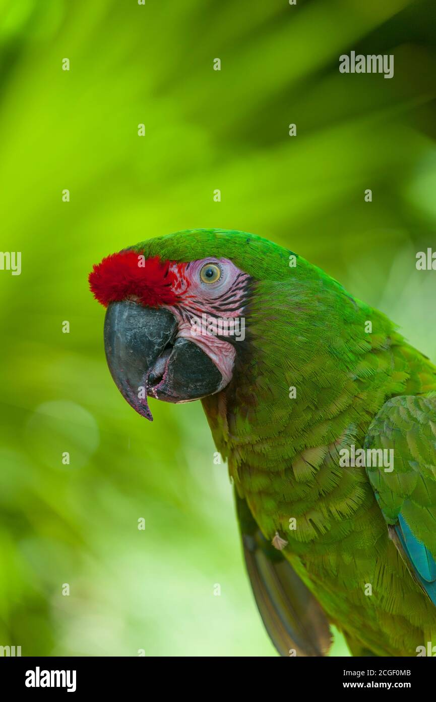 Close-up of a military macaw (Ara militaris) at the Xcaret Eco Theme Park on the Riviera Maya near Cancun in the state of Quintana Roo, Mexico. Stock Photo