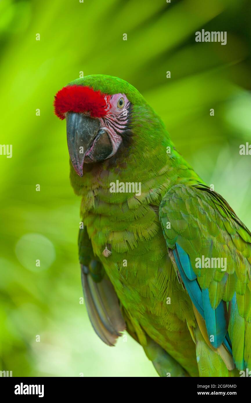 Close-up of a military macaw (Ara militaris) at the Xcaret Eco Theme Park on the Riviera Maya near Cancun in the state of Quintana Roo, Mexico. Stock Photo