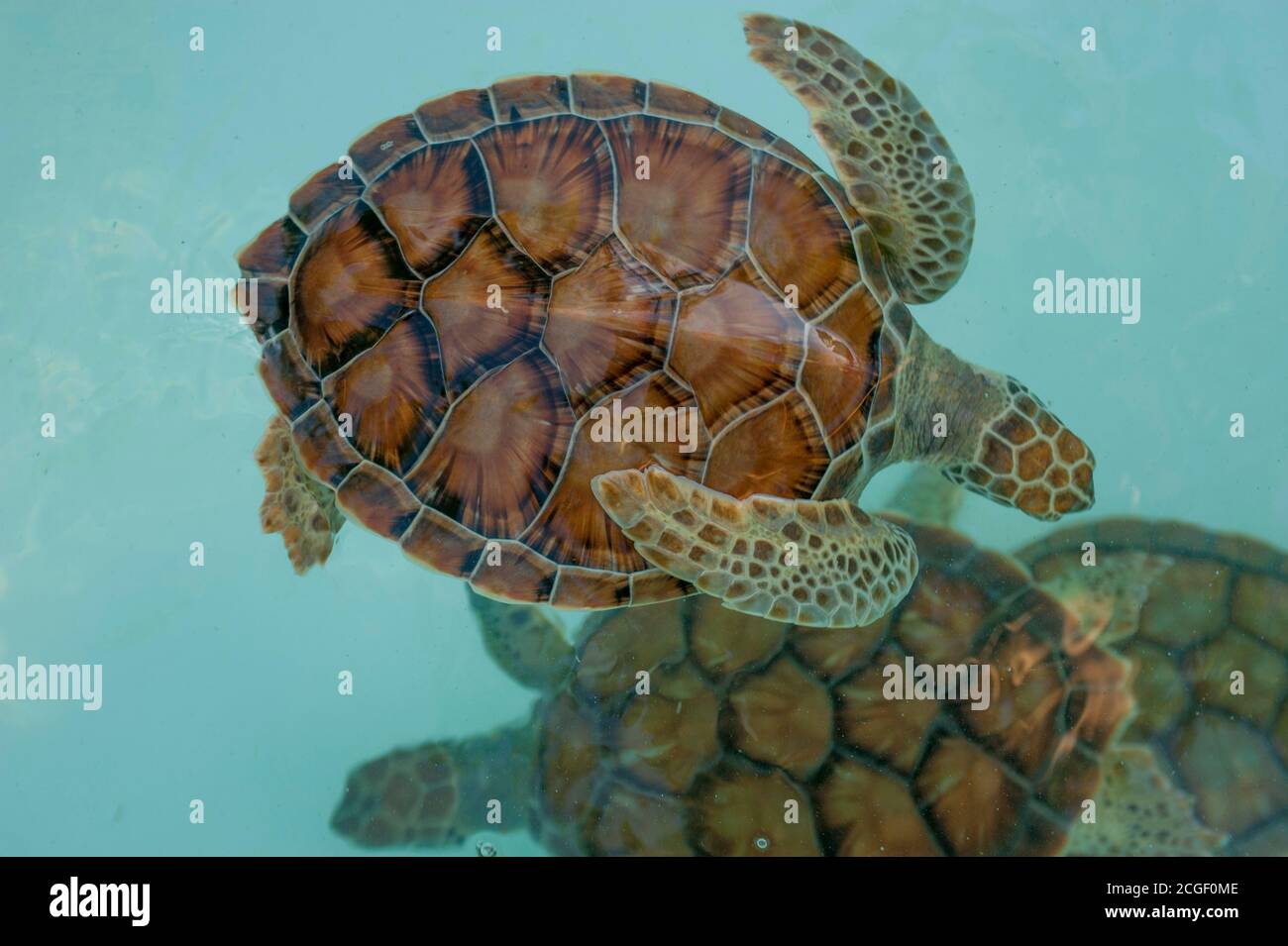 A green turtle (about 6 months old) in the Green Turtle Breeding Program at the Xcaret Eco Theme Park on the Riviera Maya near Cancun in the state of Stock Photo