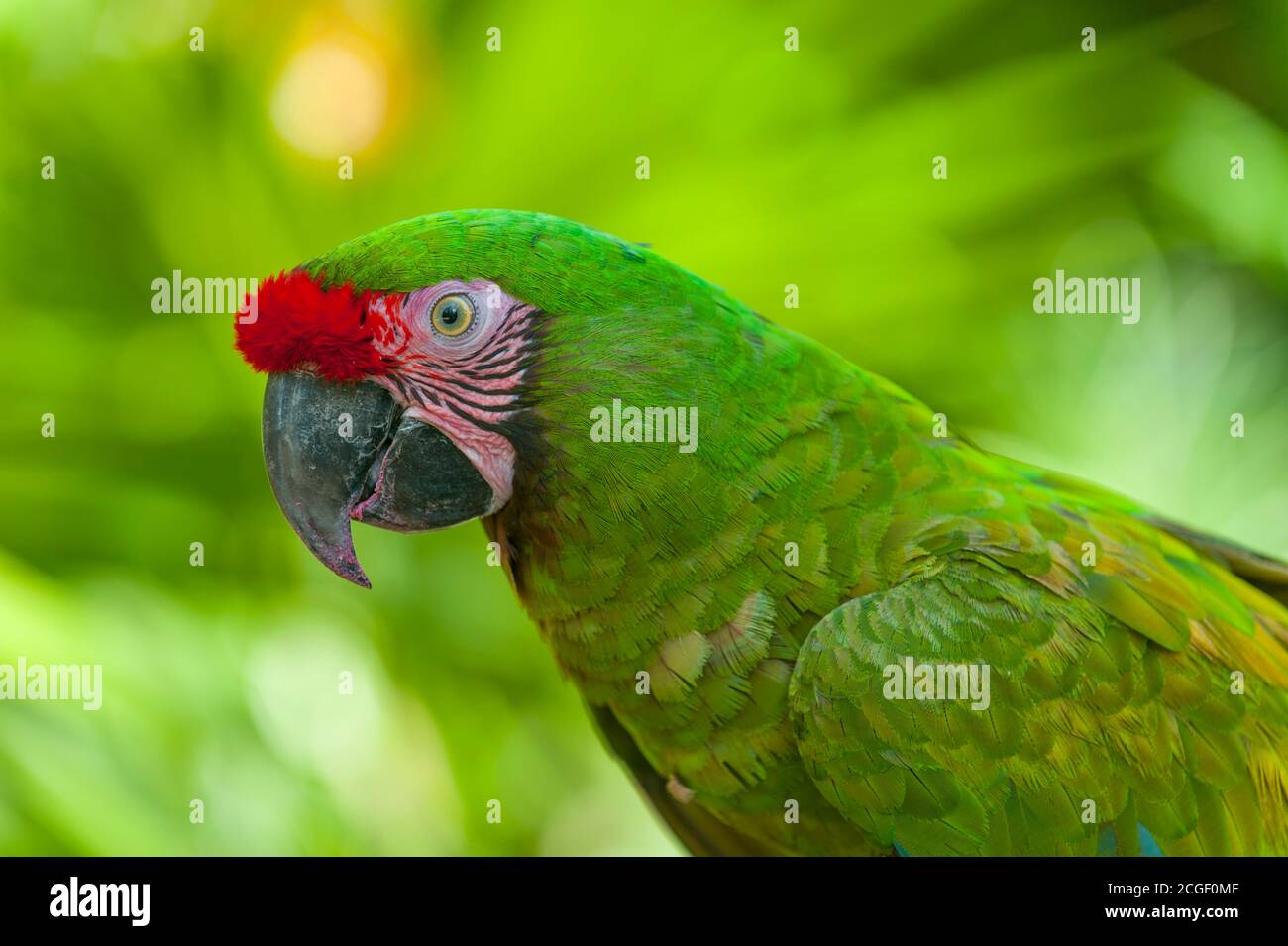Macaw Roo Close up military macaw on hi-res stock photography and images - Alamy