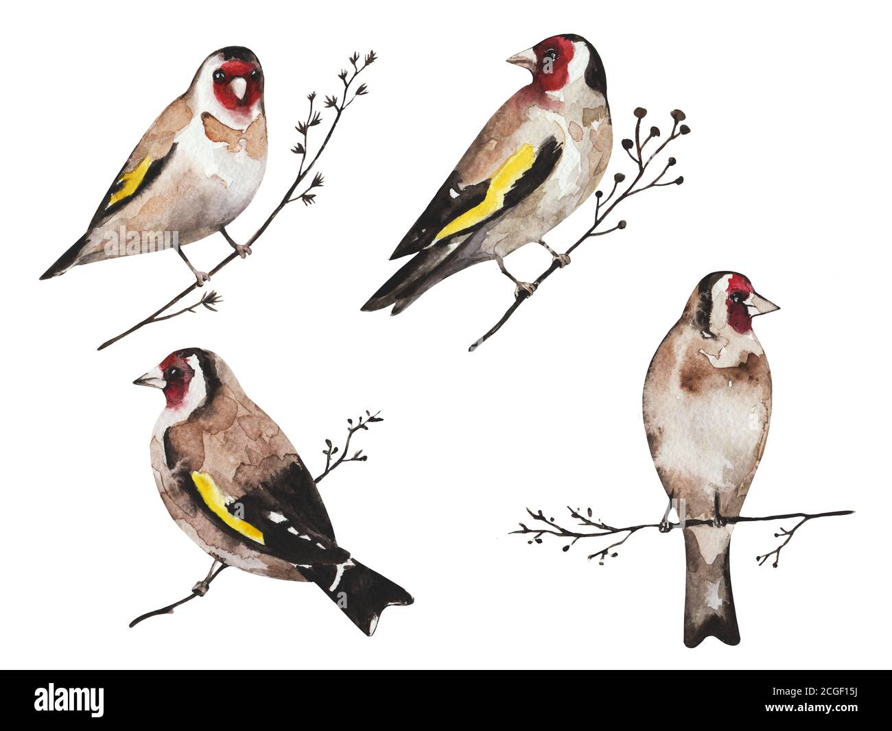 Set of goldfinch birds on branches, isolated on white background Stock Photo
