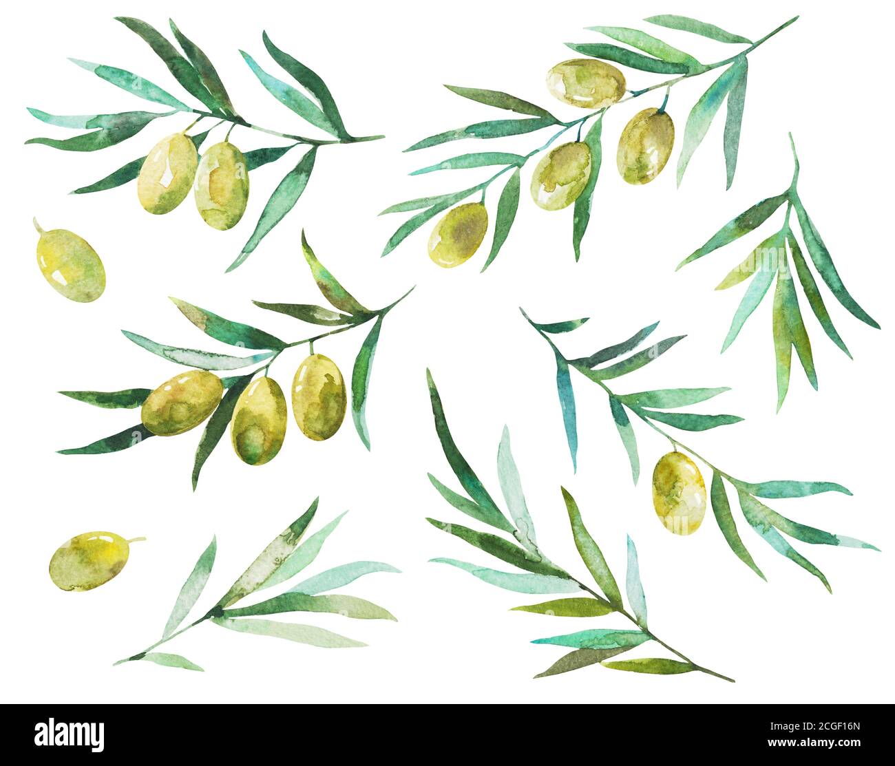 Set of watercolor elements of olive branches and leaves isolated on ...