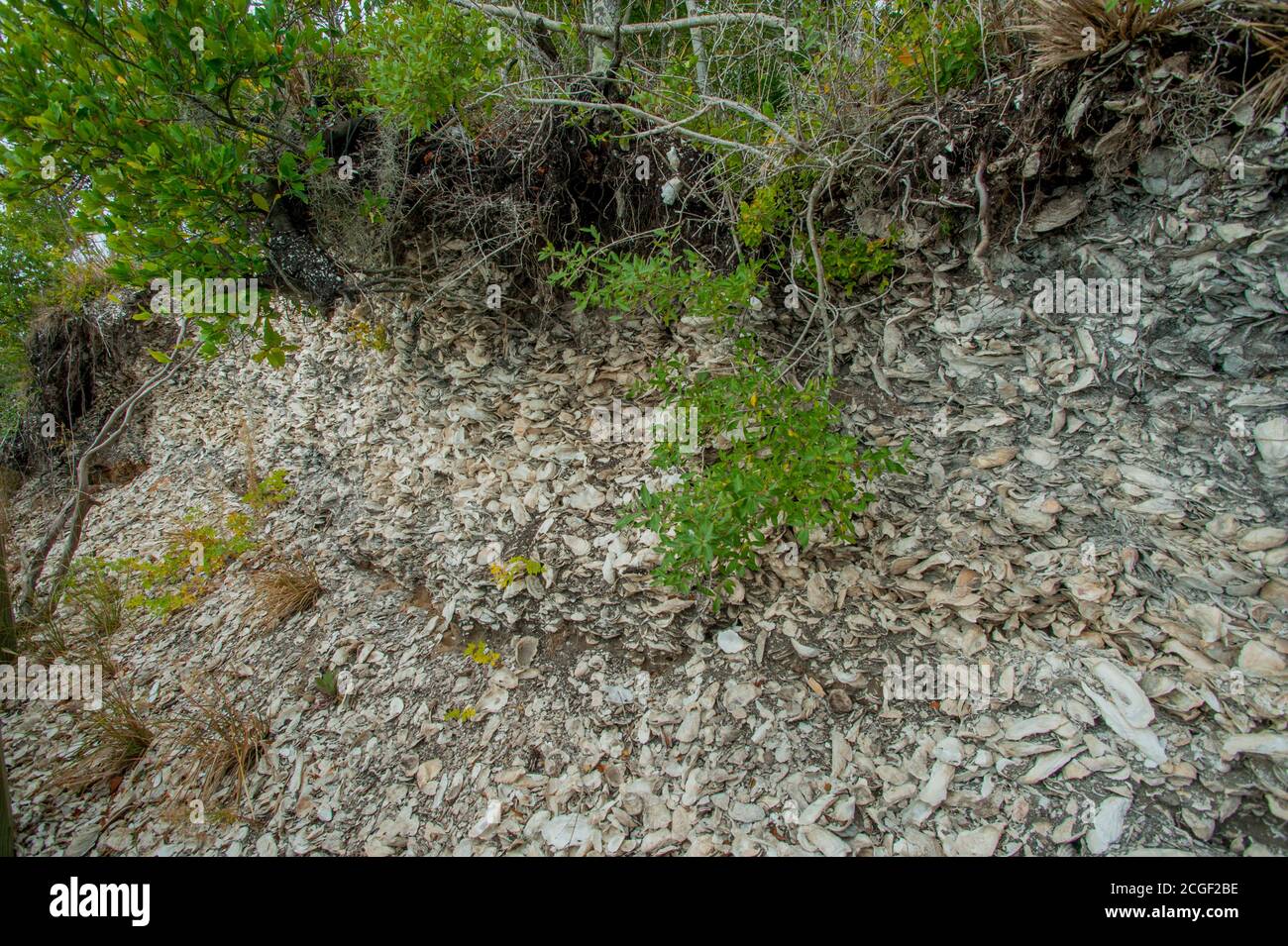 Ancient shell middens (mostly oyster shells), deposited by Native