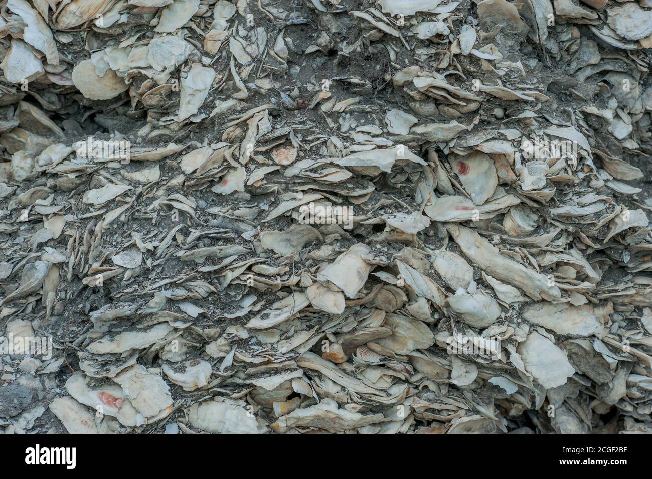 Ancient shell middens (mostly oyster shells), deposited by Native
