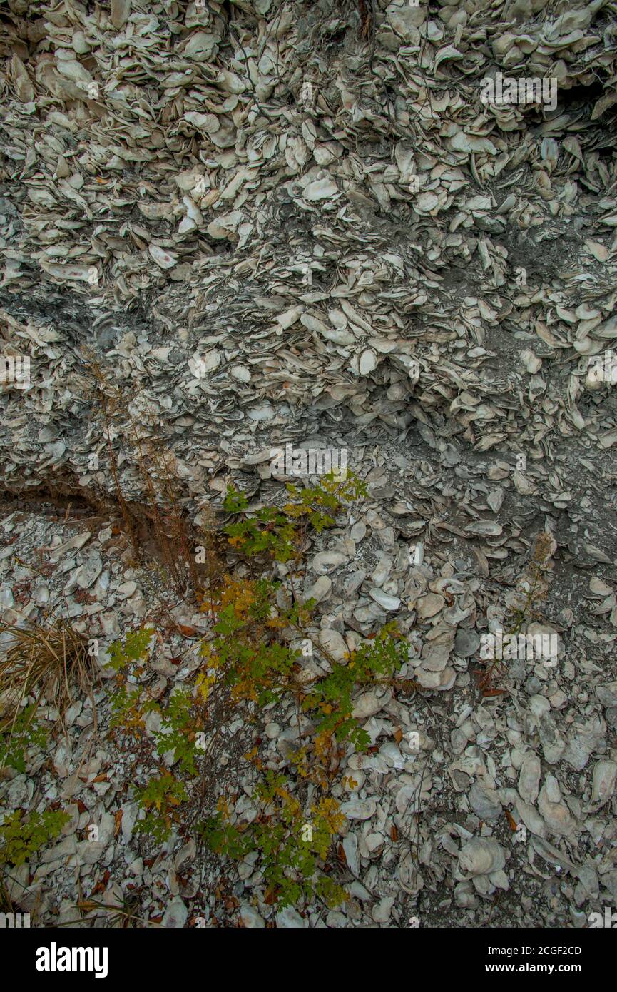 Ancient shell middens (mostly oyster shells), deposited by Native