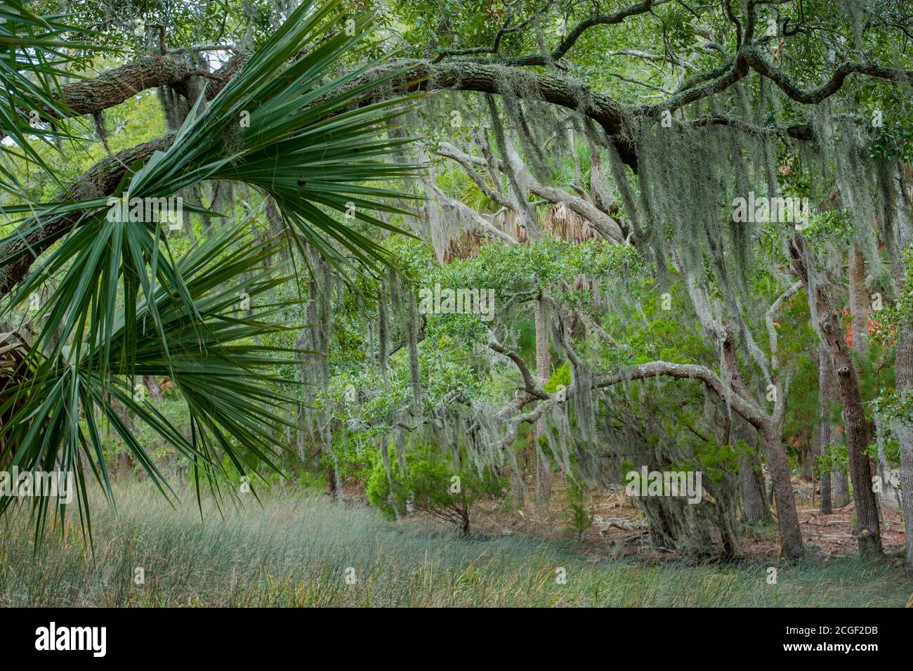A forest of Southern live oak trees and palmetto palm trees at the