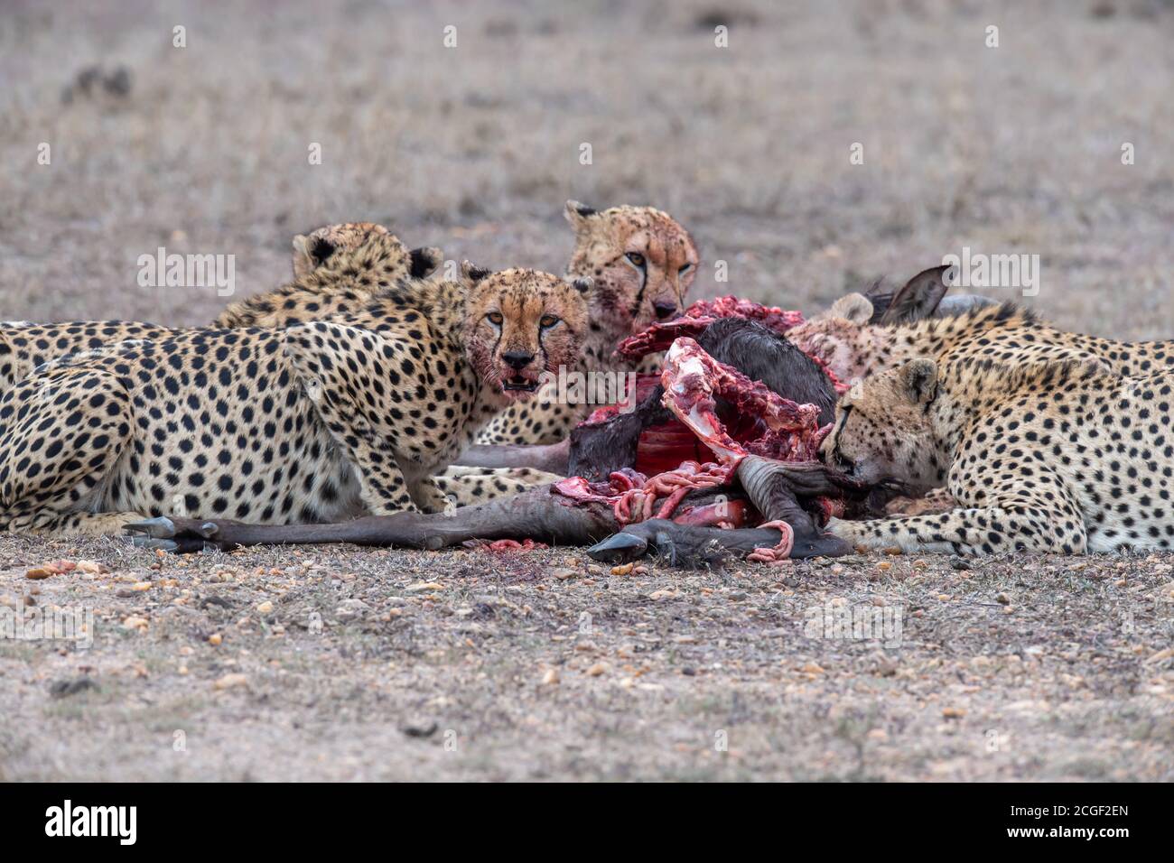 Cheetah(s) (Acinonyx jubatus) feed on their kill in the Masai Mara savanna of Kenya Stock Photo