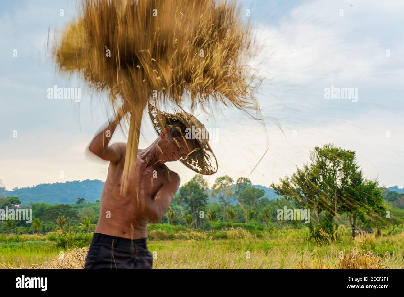 Harvesting rice by hand hires stock photography and images Alamy