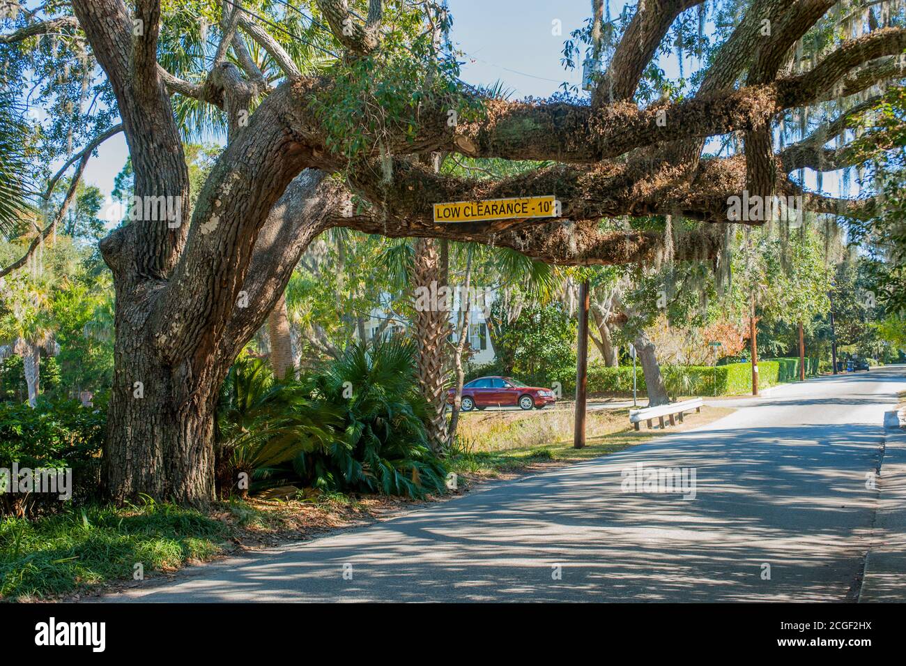 Southern live oak tree with Spanish moss (Tillandsia usneoides) is