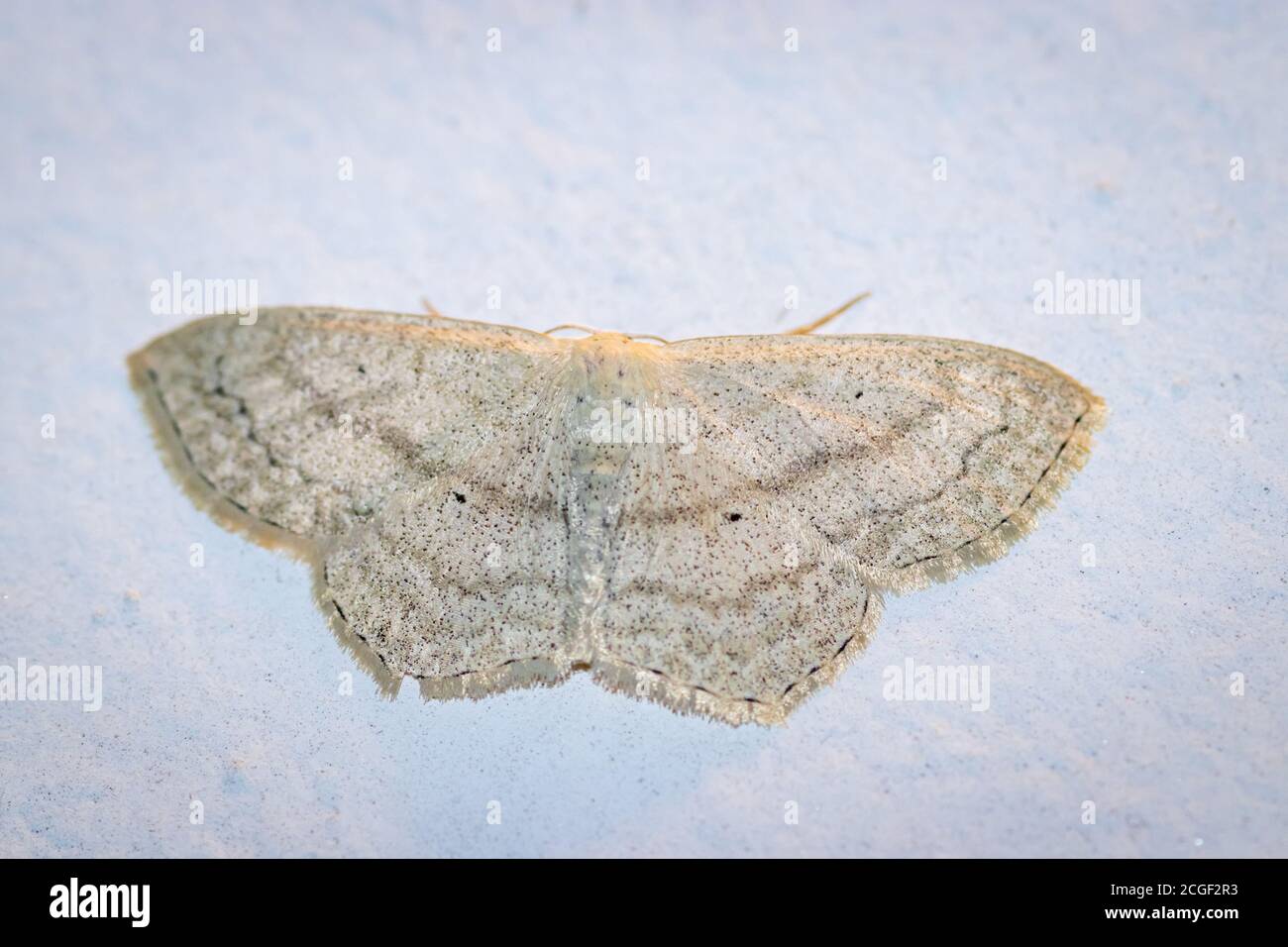 Common tan wave moth (Pleuroprucha insulsaria) on a house wall at night Stock Photo