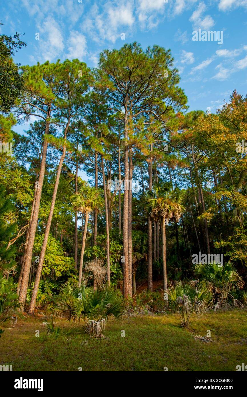 A Loblolly Pine (Pinus taeda) and palmetto palm tree forest located in