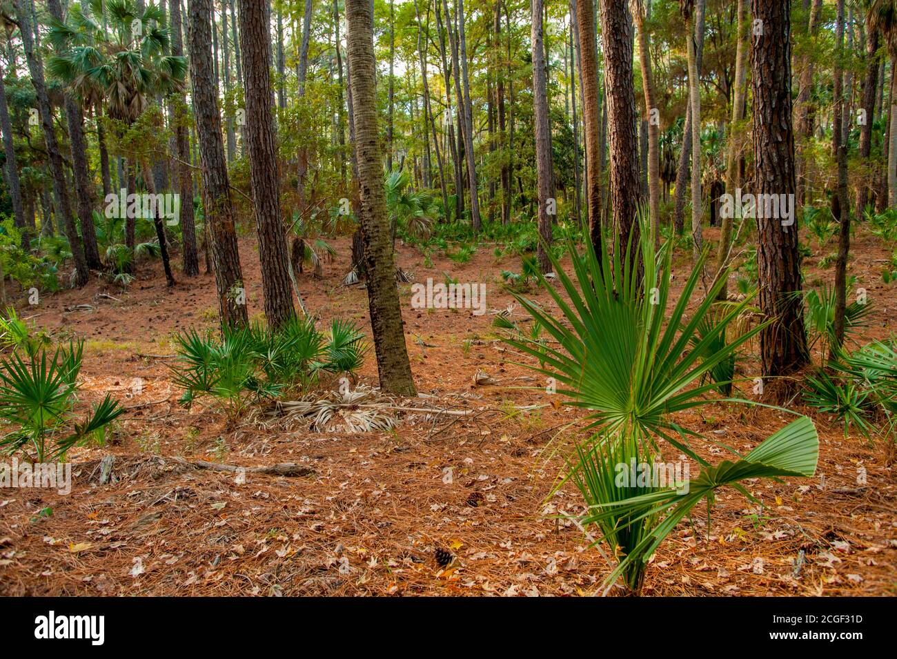 A Loblolly Pine (Pinus taeda) forest with dwarf palmetto palm trees located in Hunting Island State Park on Hunting Island near Beaufort, South Caroli Stock Photo